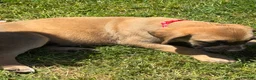 English Mastiff dogs for sale: Puppy 2 - Ad 2