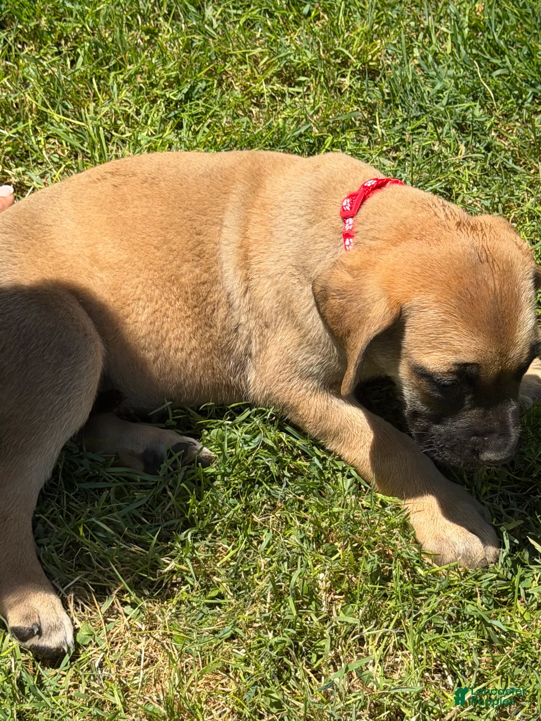 English Mastiff dogs for sale: Puppy 2 - Ad 2
