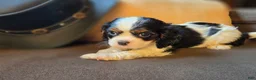 Cavalier King Charles Spaniel dogs for sale: Dior - Ad 4
