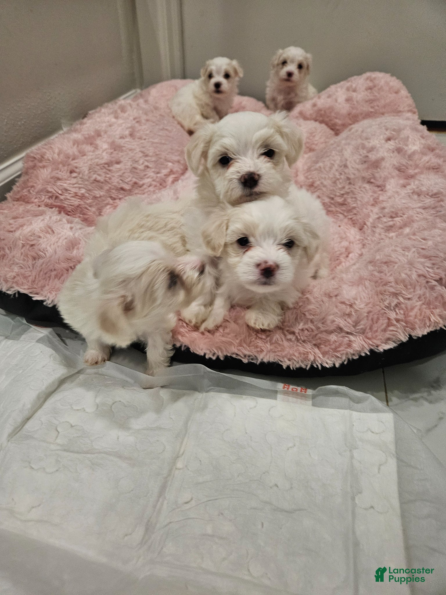 Maltese dogs Maltese Puppy 1 - Ad 13