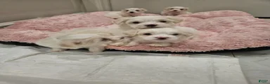 Maltese Puppy 1