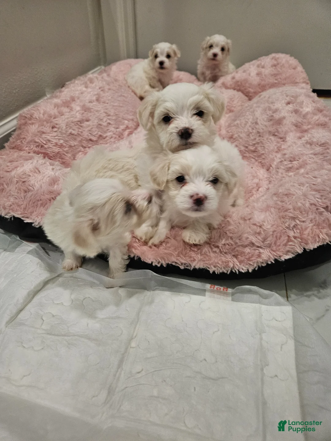 Maltese dogs for sale: Maltese Puppy 1 - Ad 1