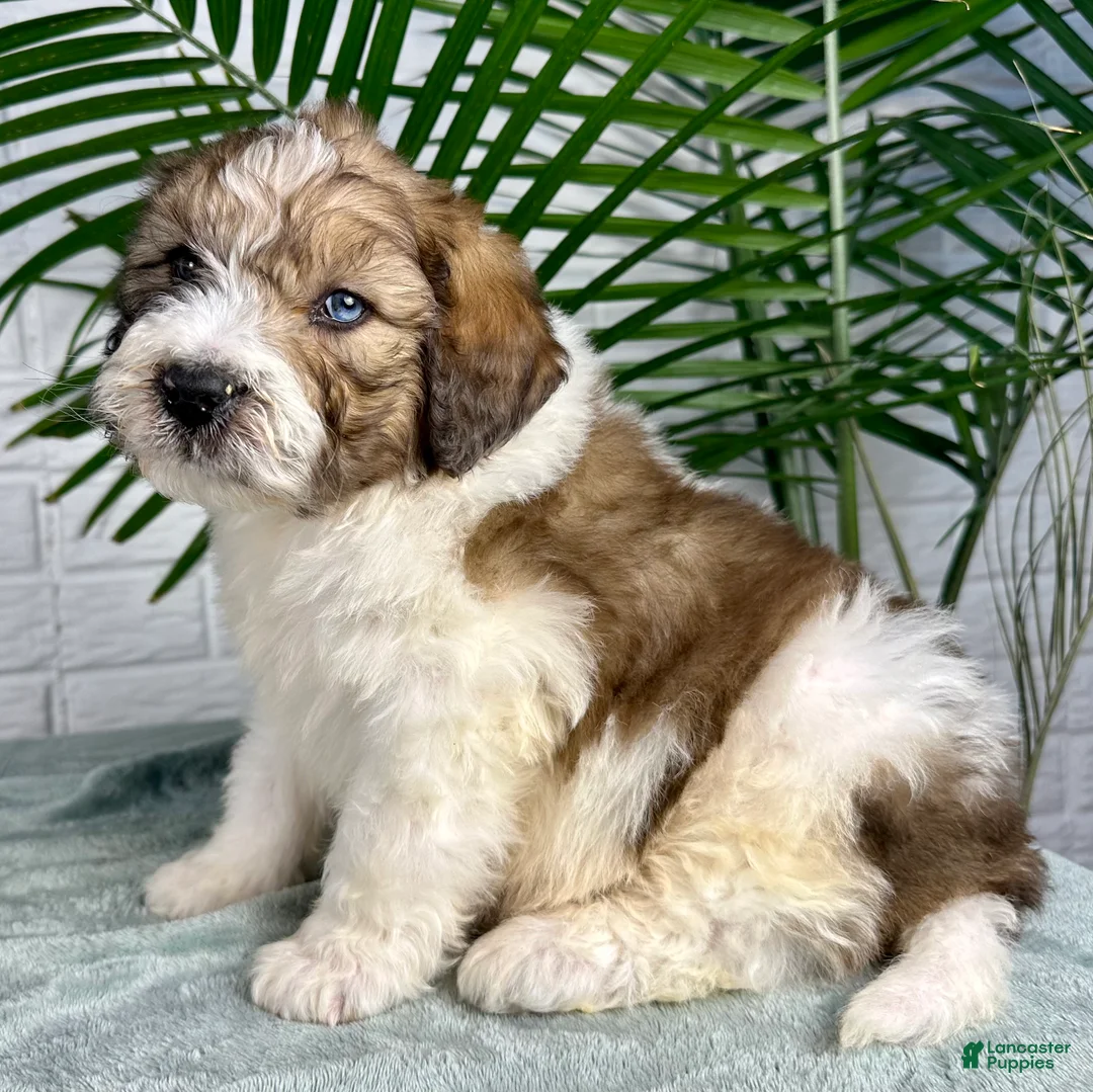 Saint Berdoodles dogs for sale: Dax - Ad 2