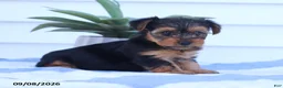Yorkshire Terrier dogs for sale: Snickers - Ad 5