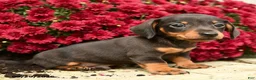 Dachshund dogs for sale: Donald - Ad 2