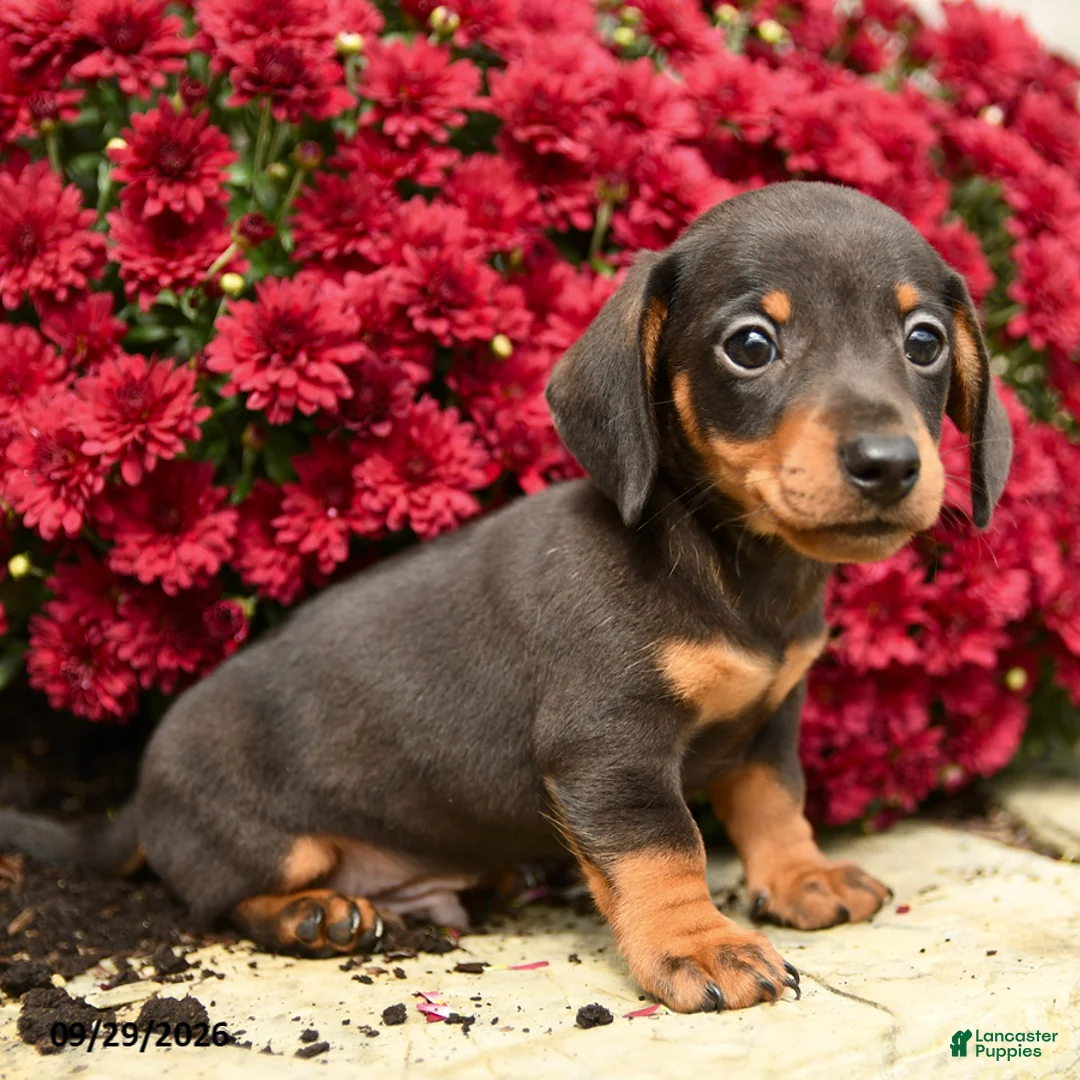 Dachshund dogs for sale: Donald - Ad 2