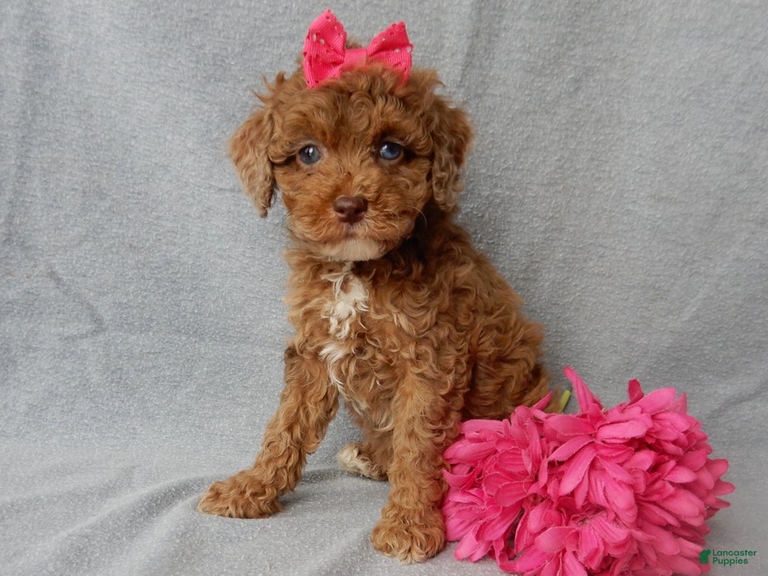 Cockapoo dogs for sale: Betsie - Ad 3