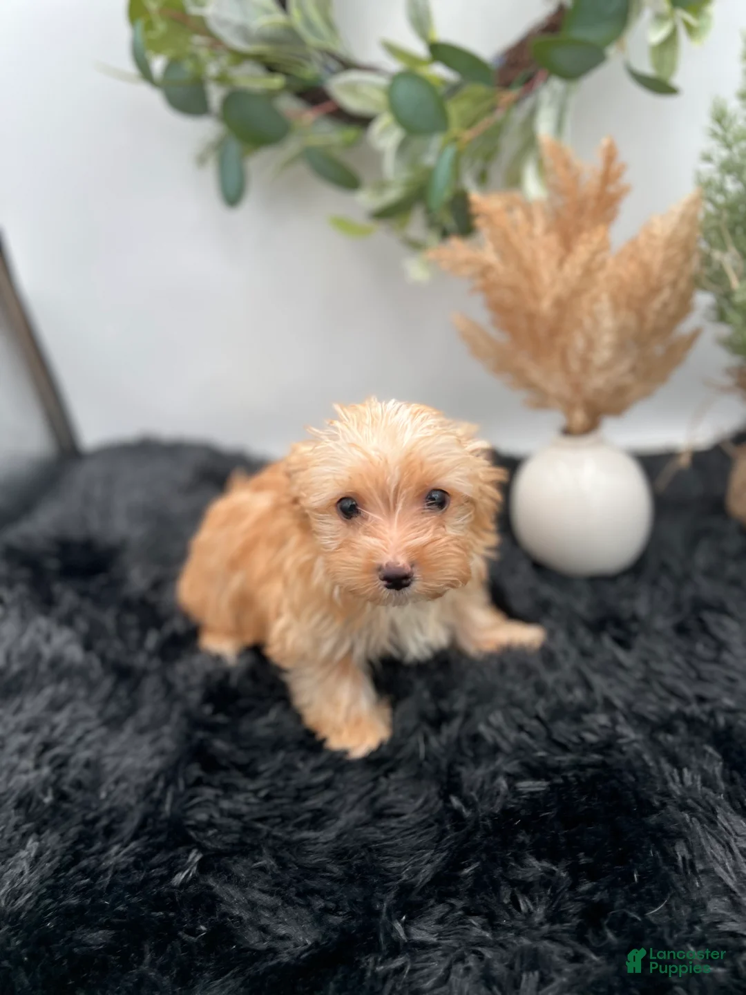 Yorkshire Terrier dogs for sale: Little Jake rare Golddust Yorkie $2000 - Ad 2
