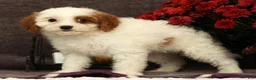 Cavapoo dogs for sale: Annabelle - Ad 9