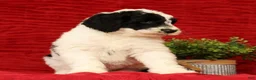 Sheepadoodle dogs for sale: Diesel - Ad 5