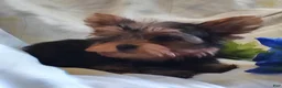 Yorkshire Terrier dogs for sale: Chip - Ad 5