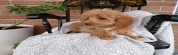 Mini Goldendoodle dogs for sale: Bonnie - Ad 4