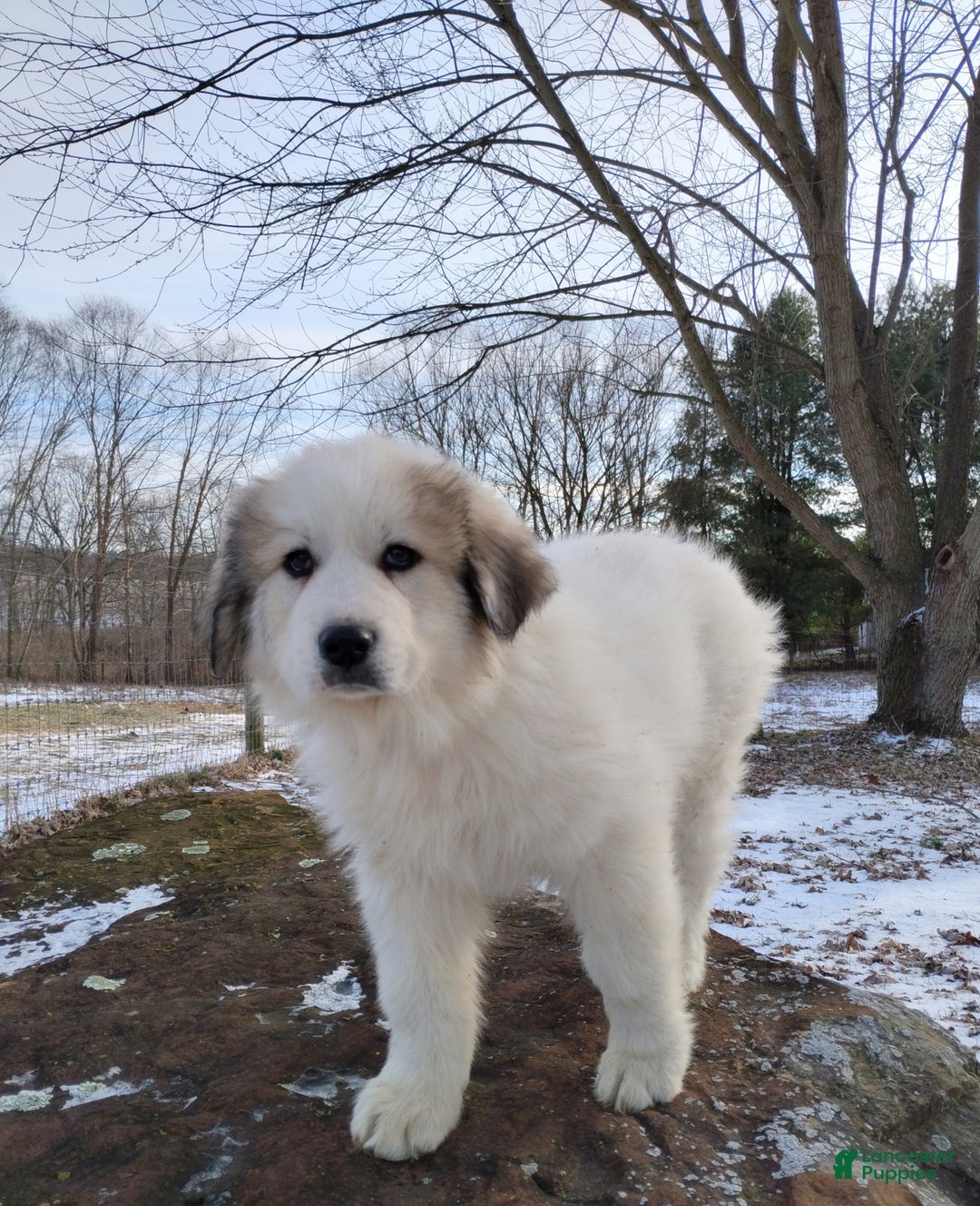 Great Pyrenees dogs for sale: Great Pyrenees male Puppy 1 - Ad 2