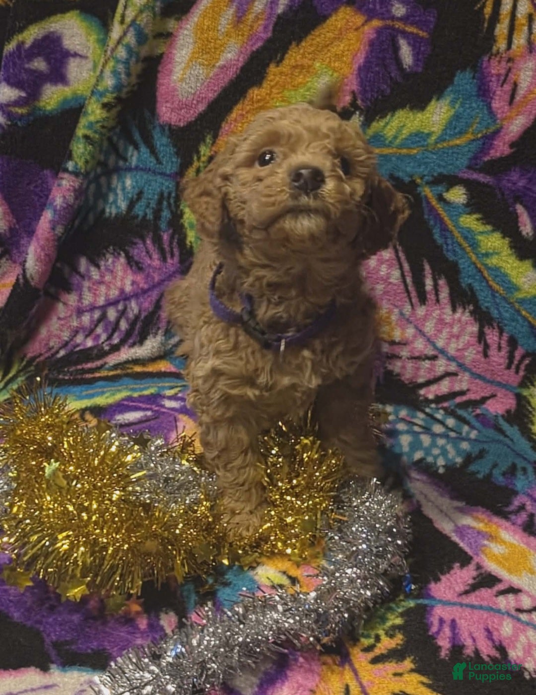 Mini Goldendoodle dogs for sale: Bella - Ad 1
