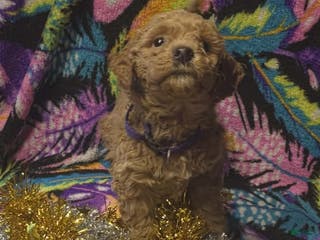 Mini Goldendoodle dogs Bella - Ad 25