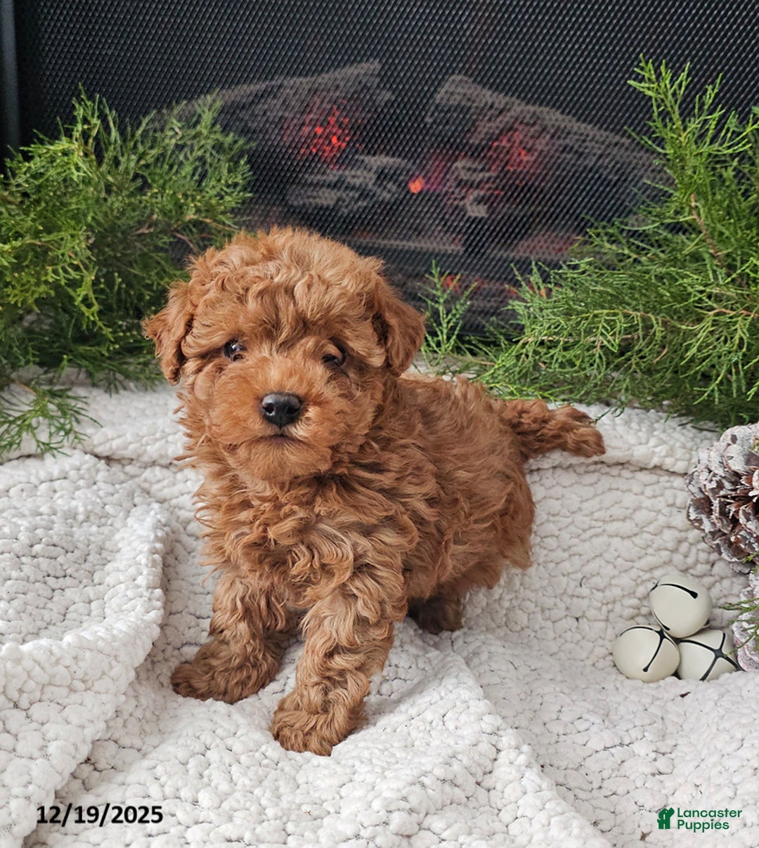 Mini Goldendoodle dogs for sale: Brewster - Ad 4