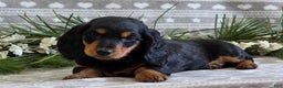 Miniature Dachshund dogs for sale: Donny - Ad 5