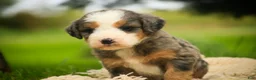 Mini Bernedoodle dogs for sale: Huck F1 Mini Bernedoodle  - Ad 3