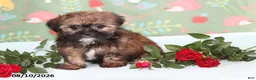 Shorkie dogs for sale: Tippy - Ad 3