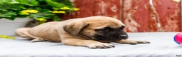 English Mastiff dogs for sale: Morris - Ad 2