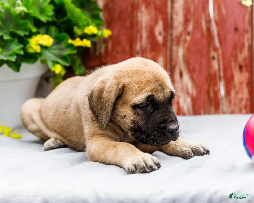 English Mastiff dogs for sale: Morris - Ad 2