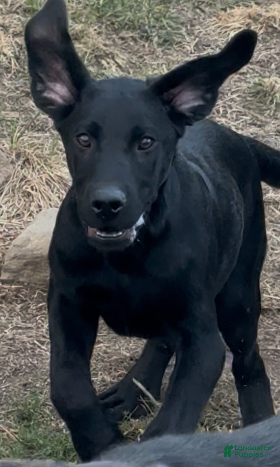 Labrador Retriever dogs for sale: Labrador Retriever Puppy 1 - Ad 2