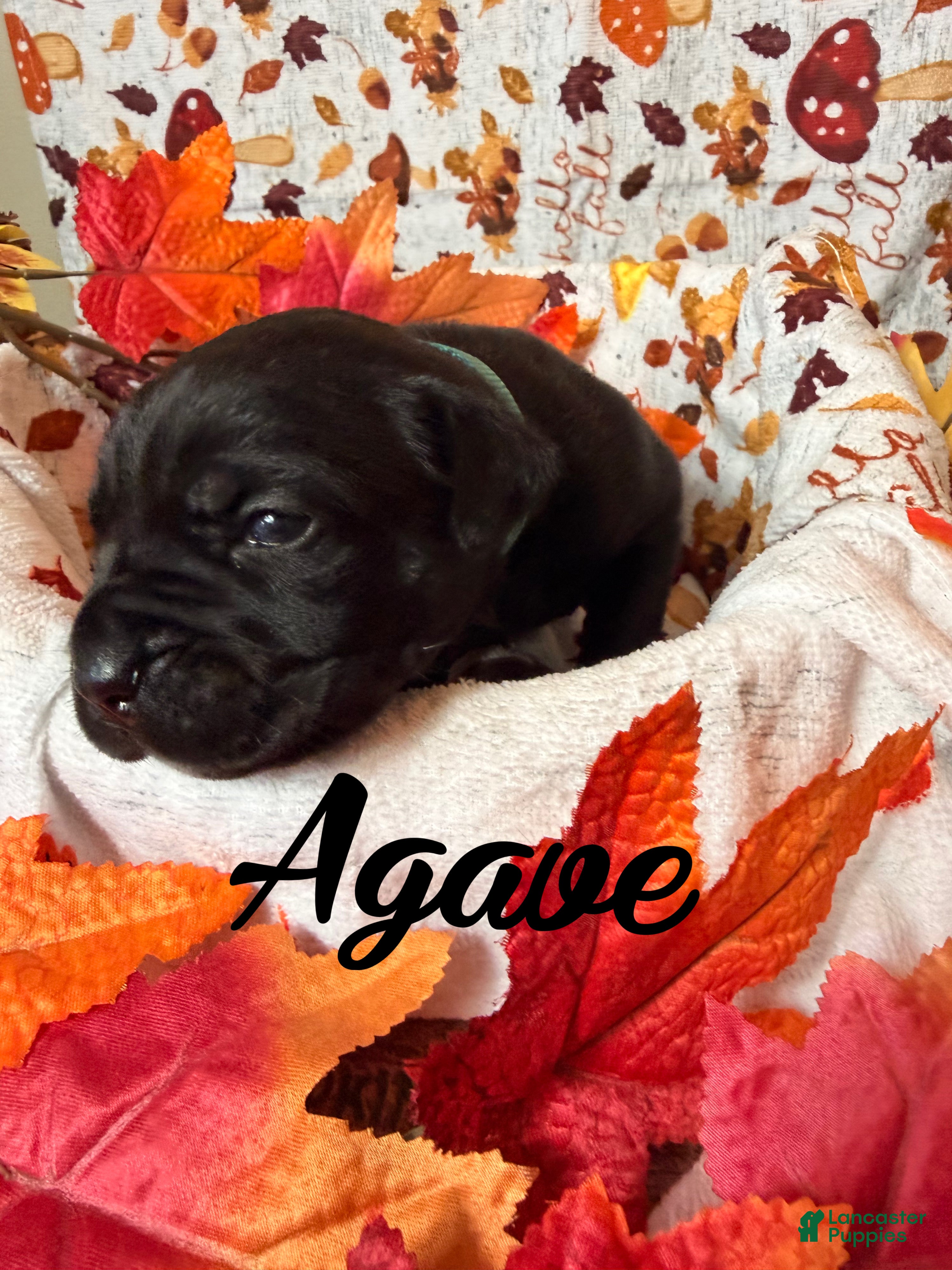 Cane Corso dogs Agave  - Ad 1