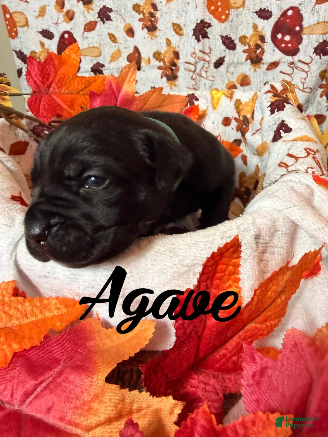 Cane Corso dogs for sale: Agave  - Ad 1