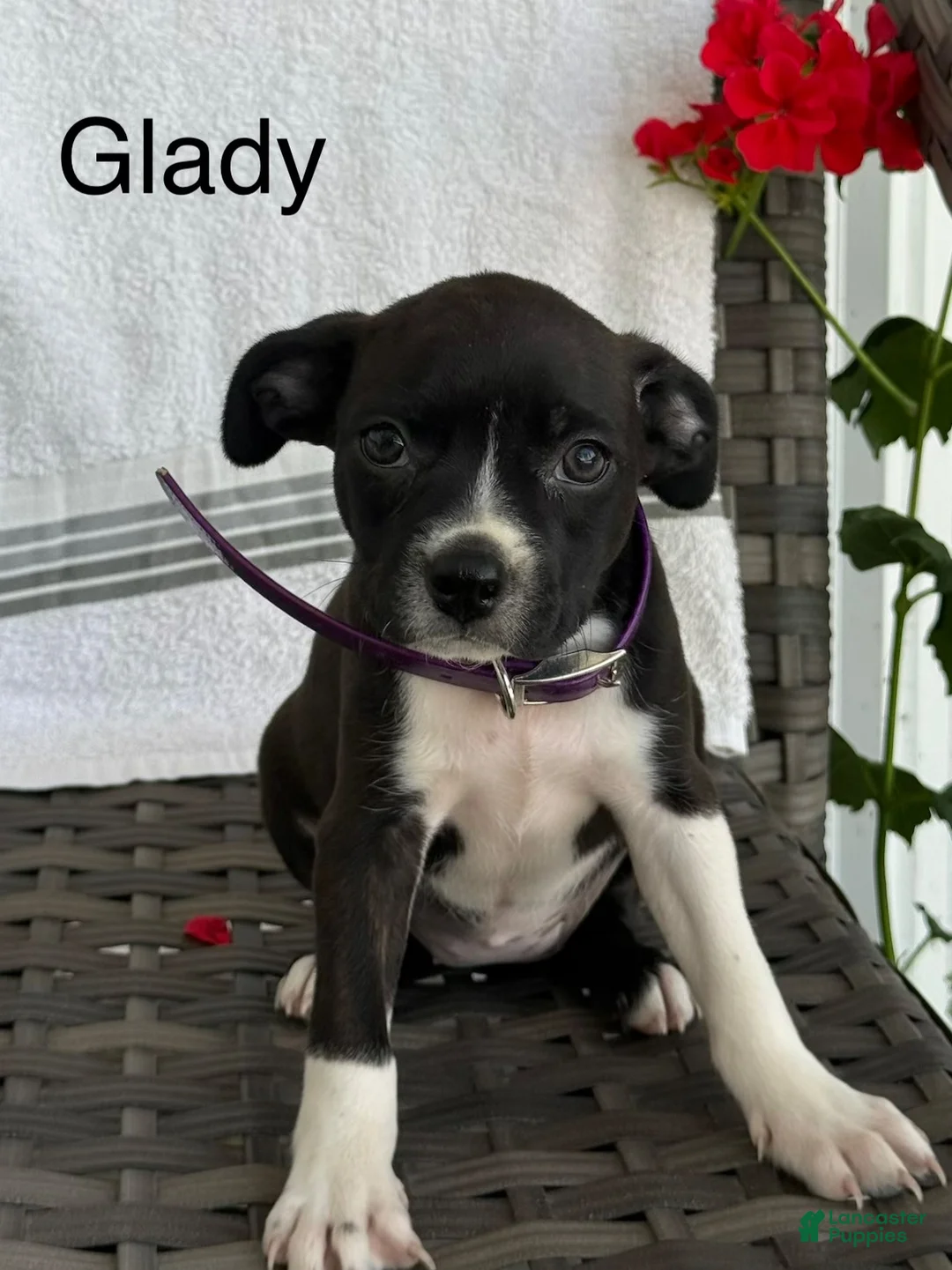 Mixed Breed dogs for sale: Glady - Ad 1