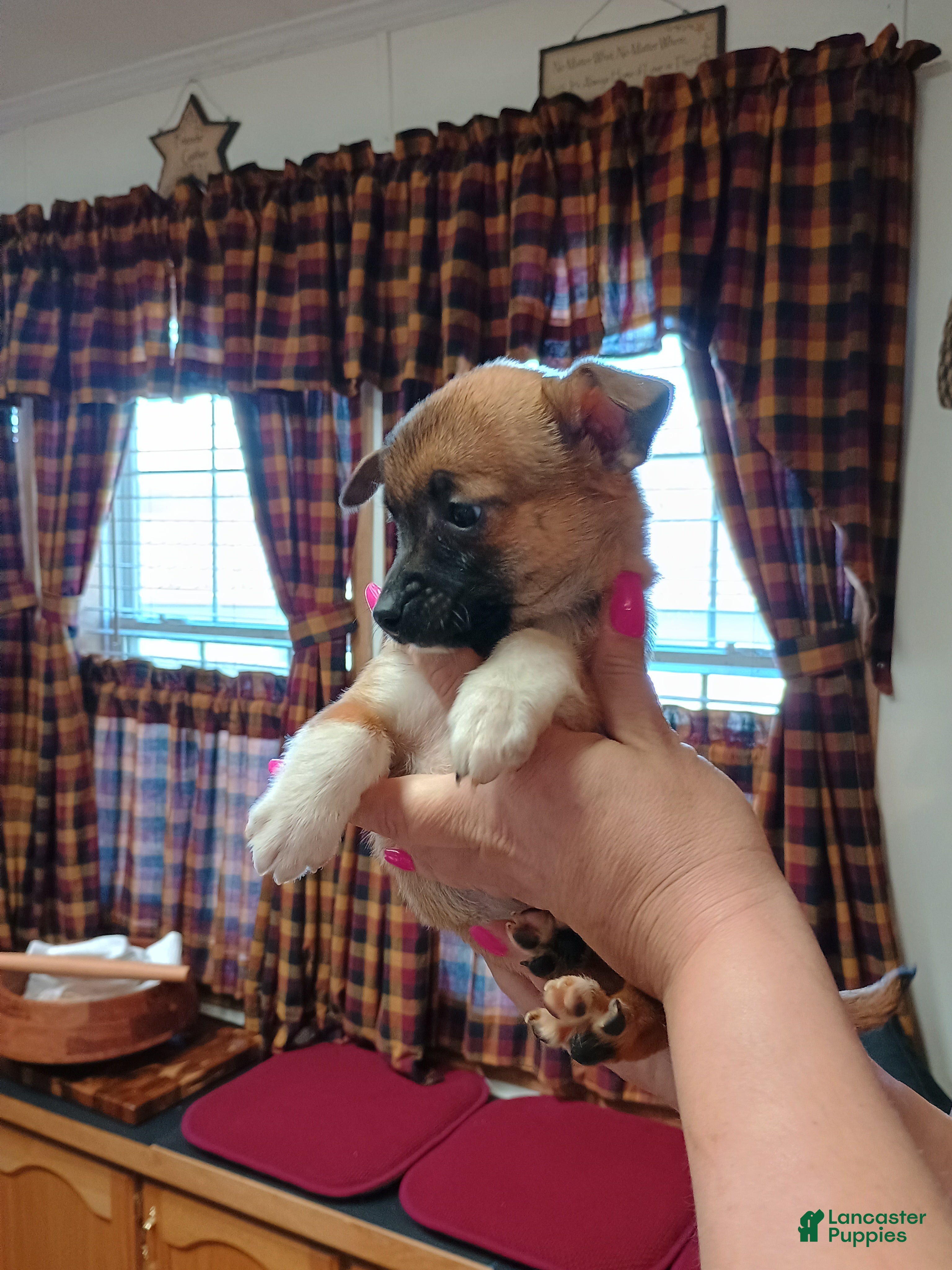 Mixed Breed dogs Xena - Ad 7