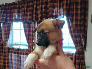 Mixed Breed dogs Xena - Ad 7