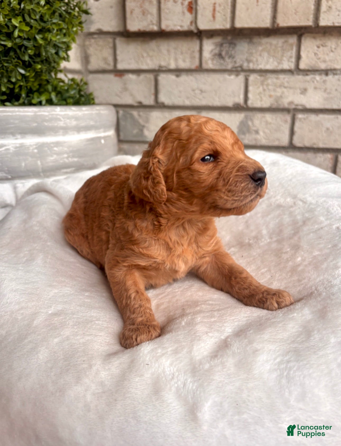 Goldendoodle dogs Goldendoodle Puppy 3 - Ad 13