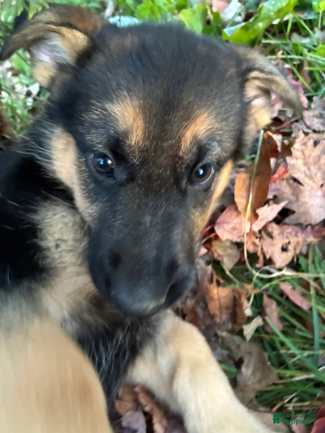 German Shepherd dogs for sale: Liberty - Ad 2