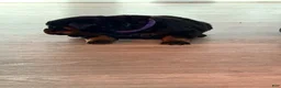 Rottweiler dogs for sale: Rottweiler 3 - Ad 8