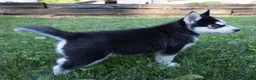 Siberian Husky dogs for sale: Tank - Ad 6
