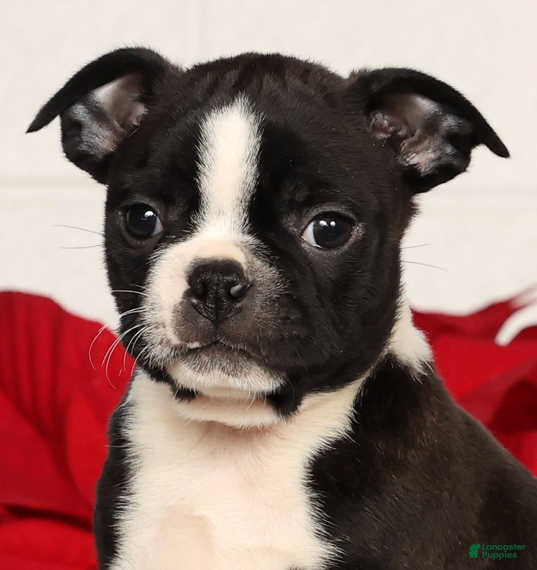 Boston Terrier dogs for sale: Amy - Ad 9