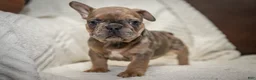 French Bulldog dogs for sale: Charlie - Ad 2