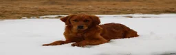 Golden Retriever dogs for sale: Bailey - Ad 7