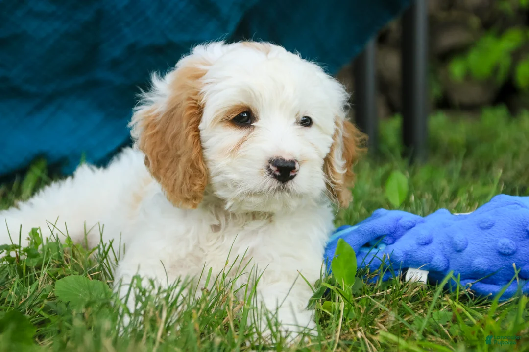 Mixed Breed dogs for sale: Nugget Munchkin Bernedoodle - Ad 2