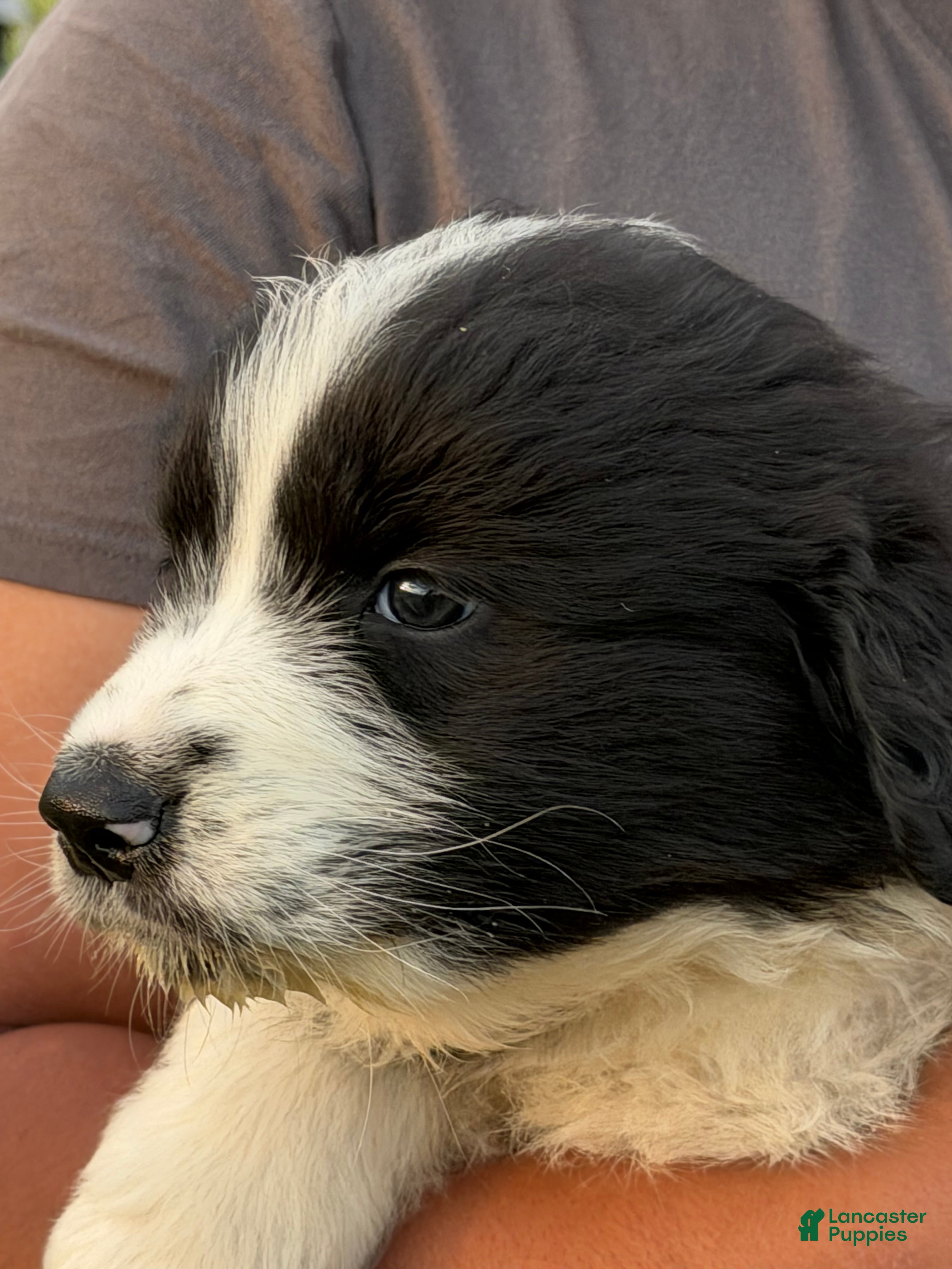 Mixed Breed dogs Mixed Breed 2 - Ad 2