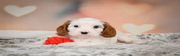 Cavapoo dogs for sale: CHARLIE - Ad 5