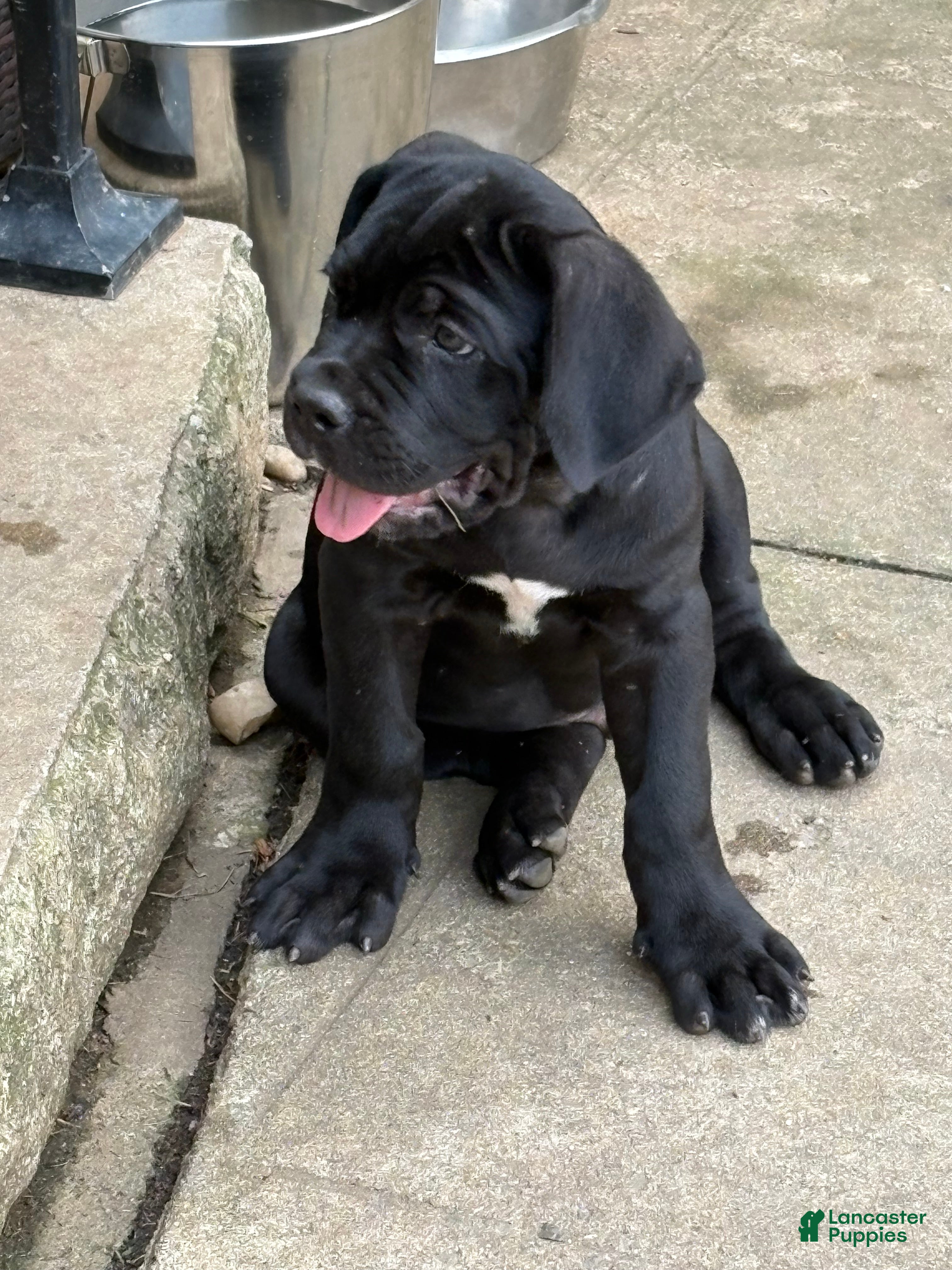 Cane Corso dogs Cane Corso 1 - Ad 2