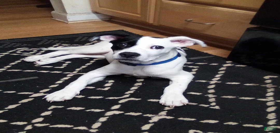 Gallery Image {{count}}