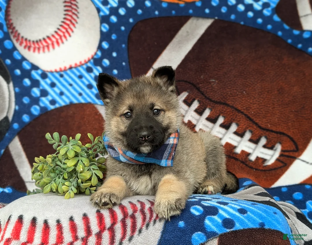 Mixed Breed dogs for sale: Clifton - Ad 5