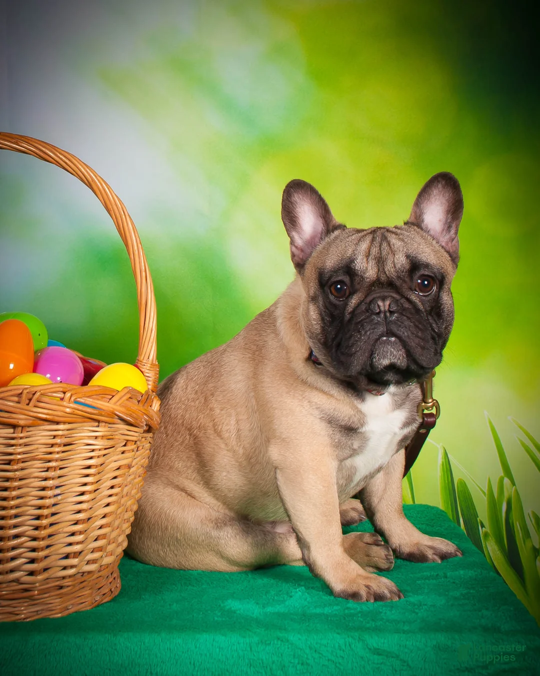 Gallery Image {{count}}