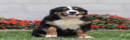 Bernese Mountain Dog dogs for sale: Brady (Genetically Clear) Bernese Mountain Dog  - Ad 5