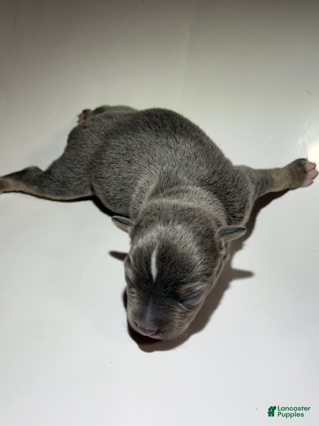 Rat Terrier dogs for sale: Enzo - Ad 3