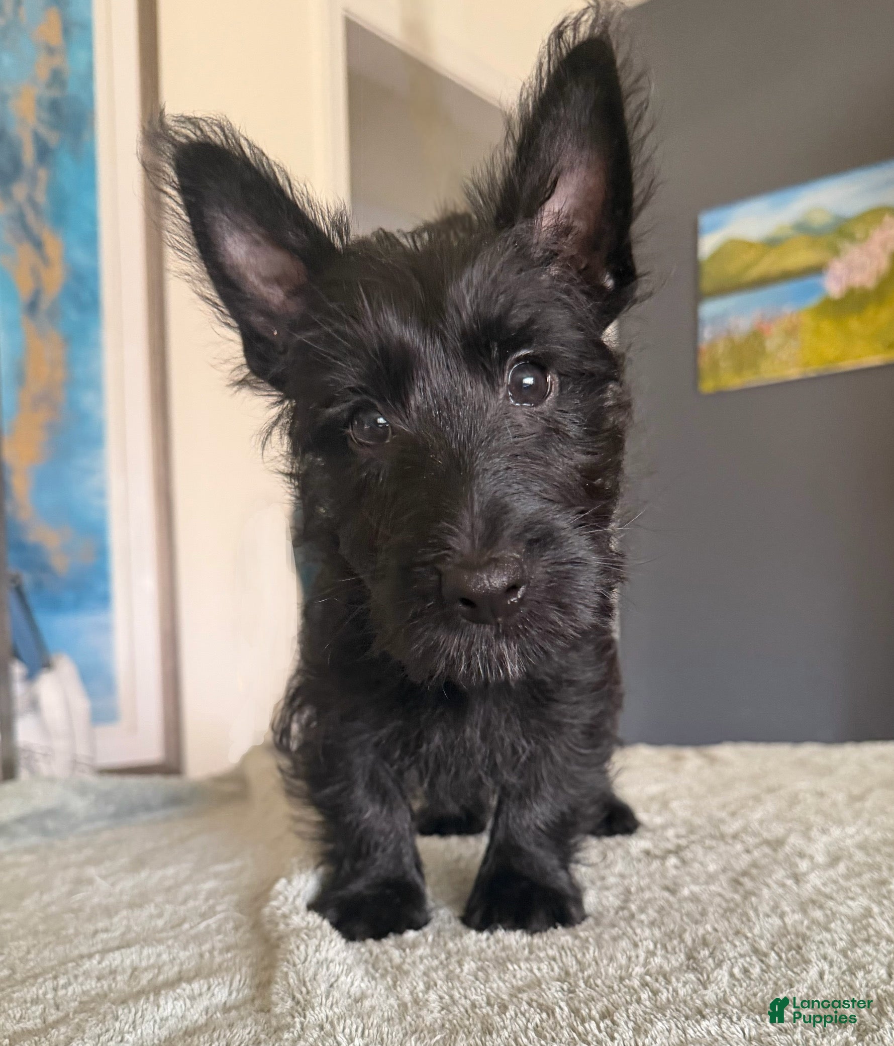 Scottish Terrier dogs Scottish Terrier Puppy 2 - Ad 1