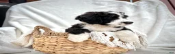 Bernedoodle dogs for sale: Cooper - Ad 5