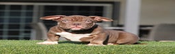 American Bully dogs for sale: American Bully Puppy 1 - Ad 1